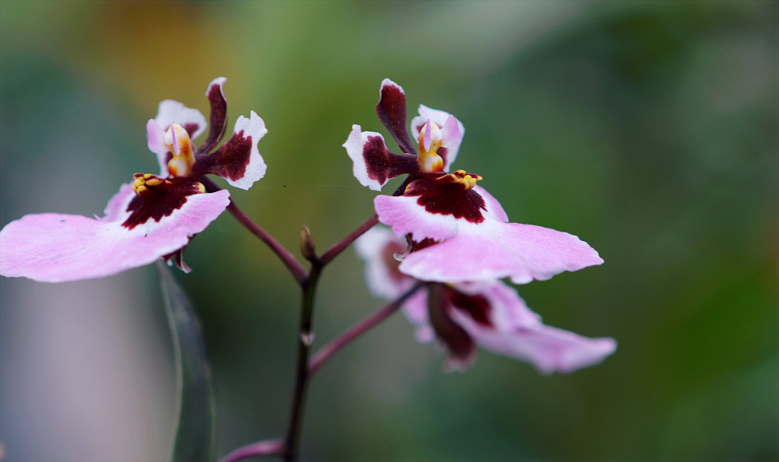 Close-up of pink and burgundy orchid flowers on a stem with blurred green background